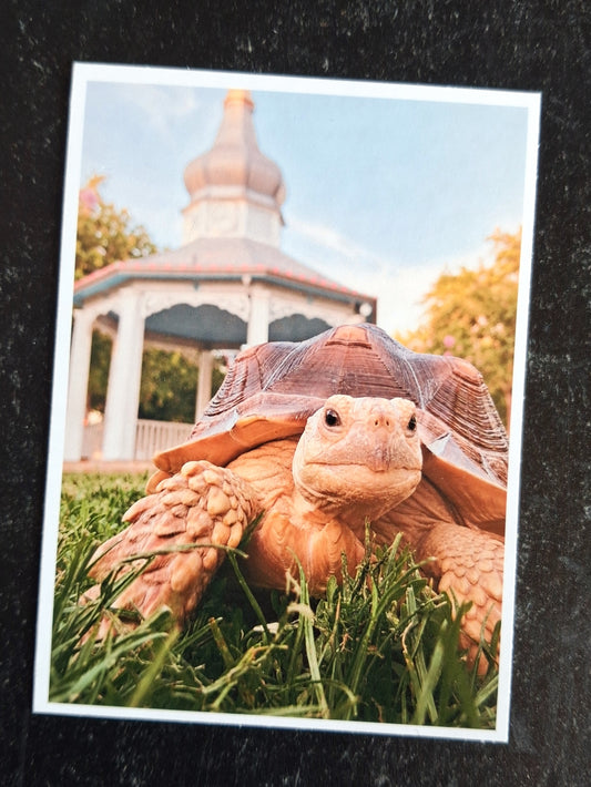 Mini Art Print- Fern & Gazebo