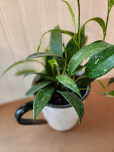 Houseplants