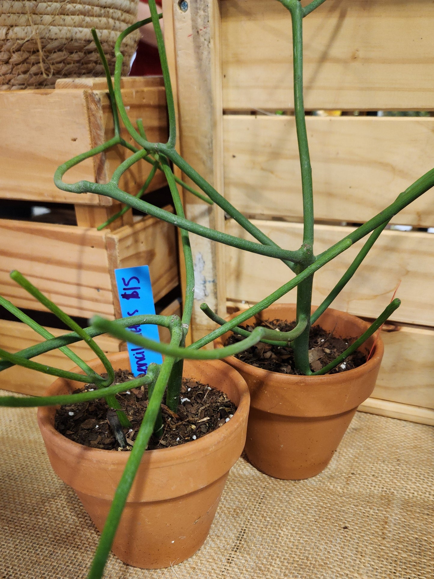 Succulents, Cacti and air plants