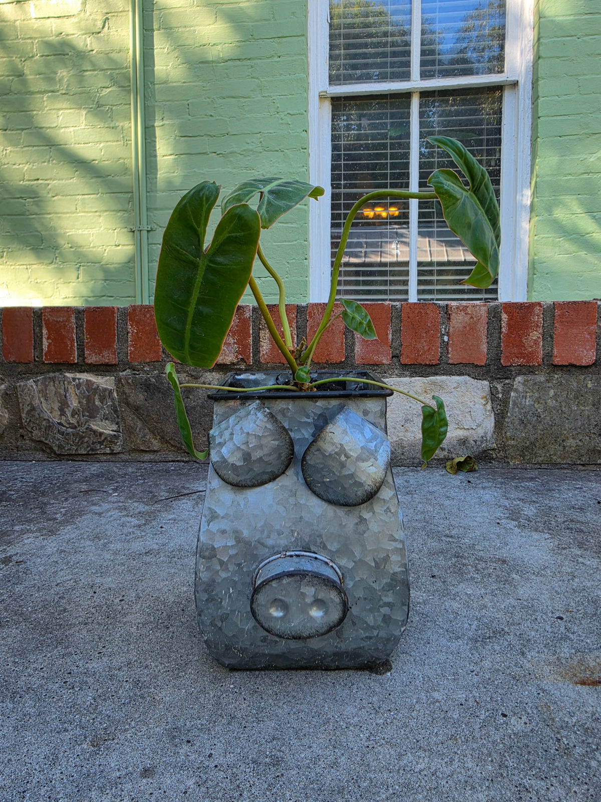 Houseplants