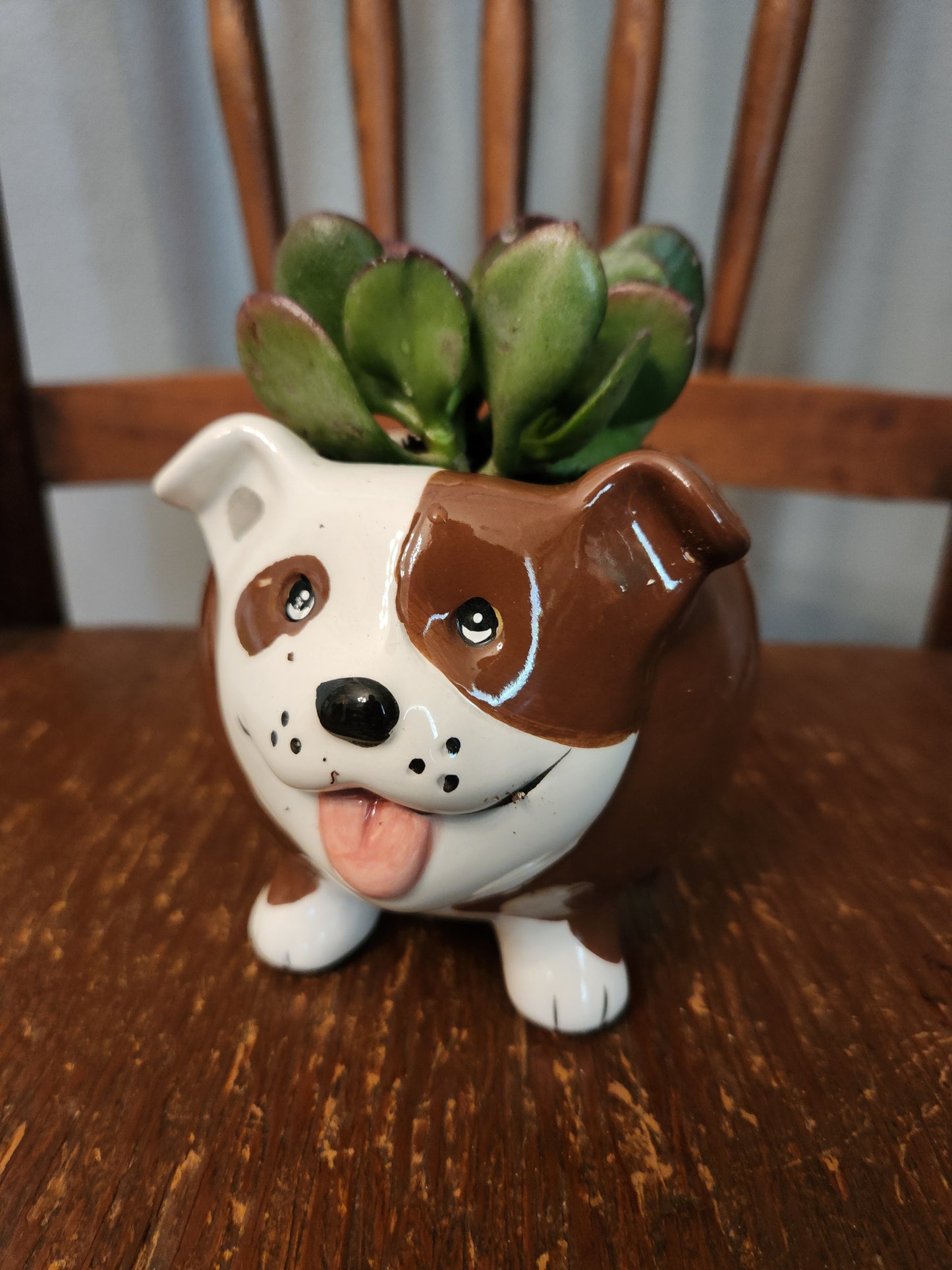 Succulents, Cacti and air plants