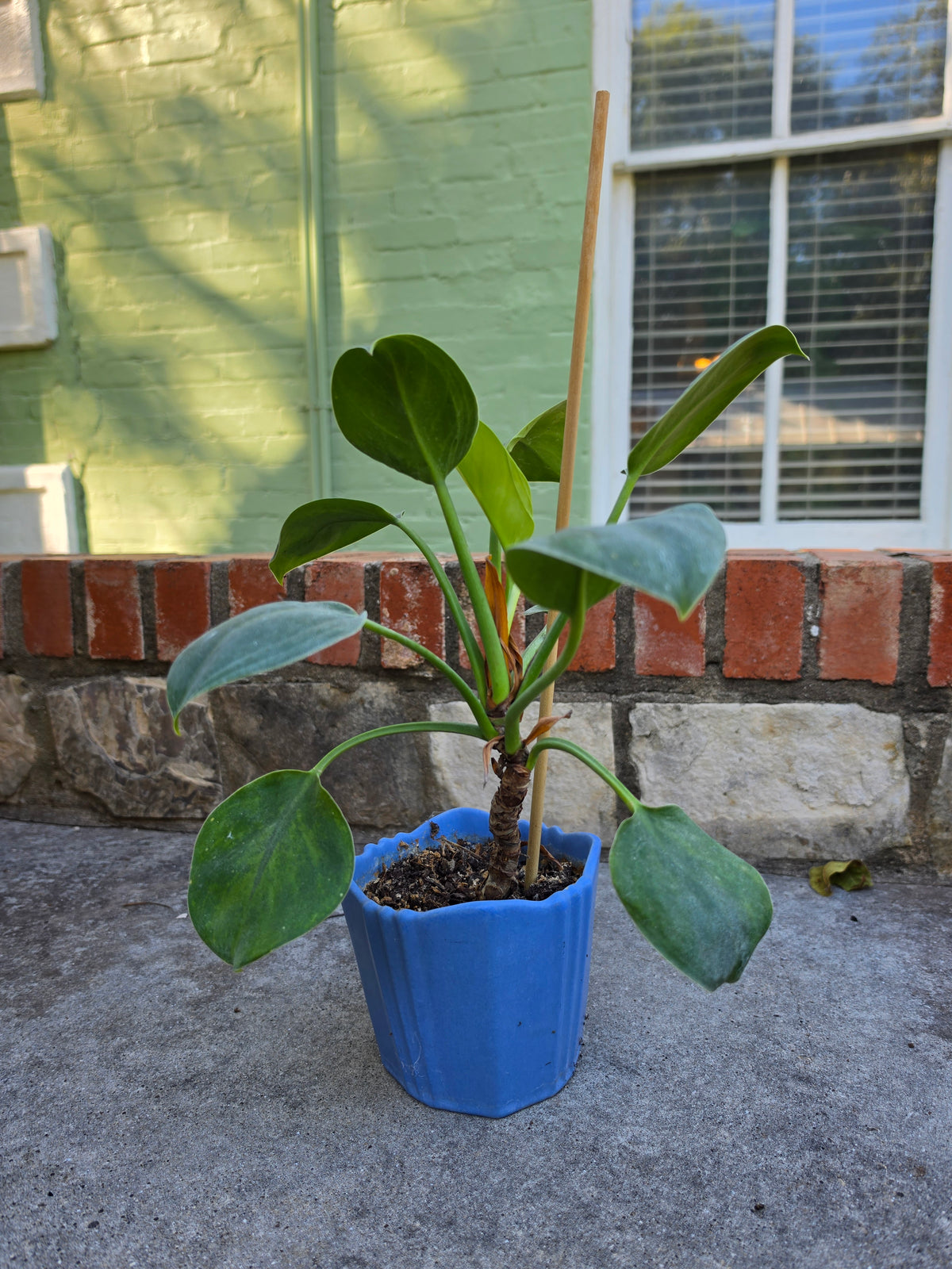 Houseplants
