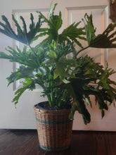 Houseplants