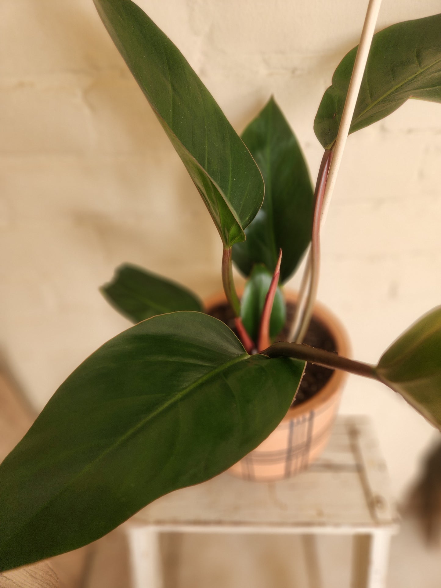 Houseplants
