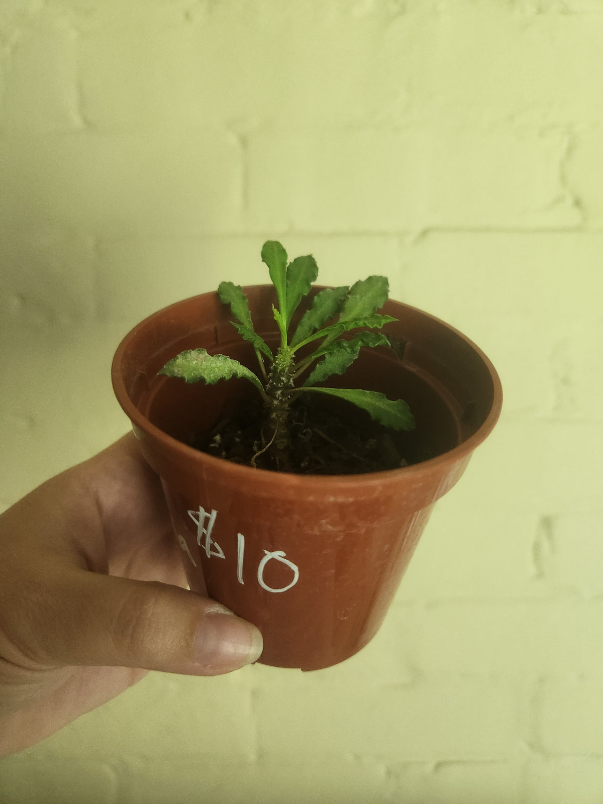Grow pots
