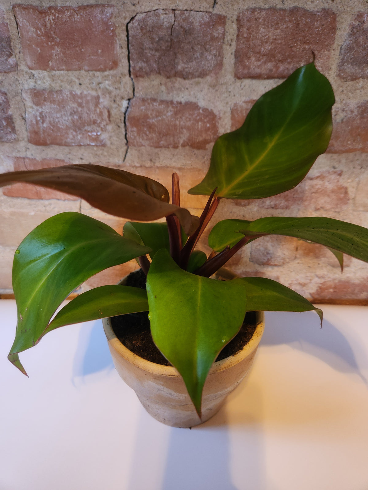 Houseplants
