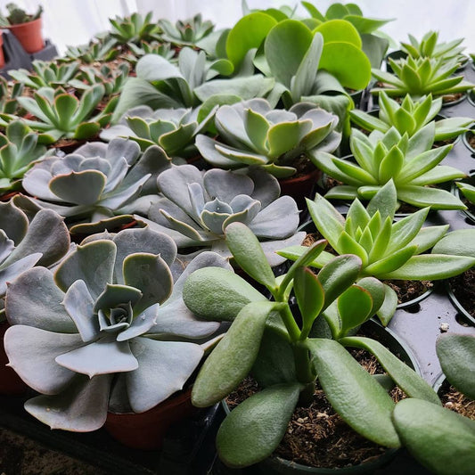 Grow pots