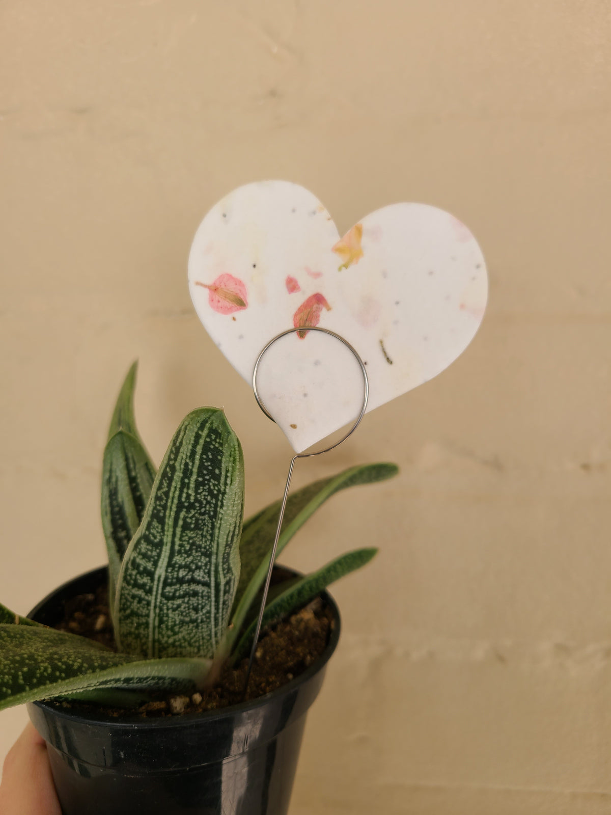 Plant buddies, tags and decor