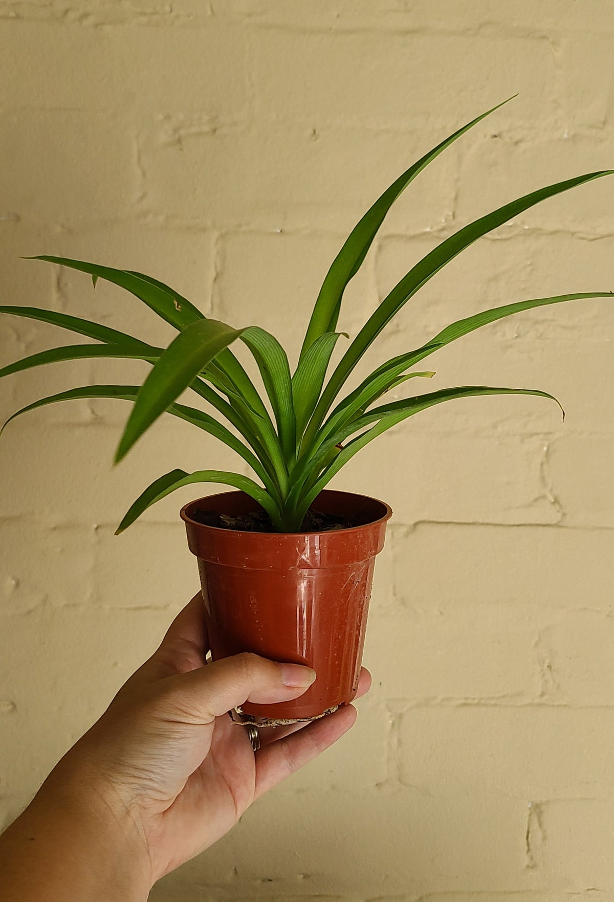 Grow pots
