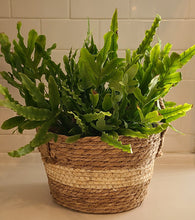 Houseplants