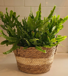 Houseplants