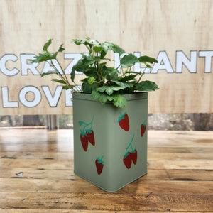 Houseplants