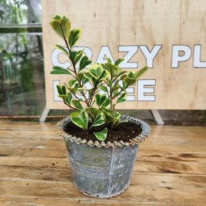 Houseplants