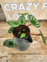 Houseplants