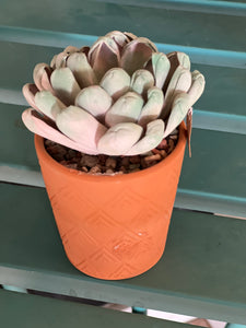 Single sola wood succulent